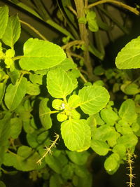 Close-up of leaves