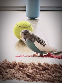 Close-up of a bird against the wall