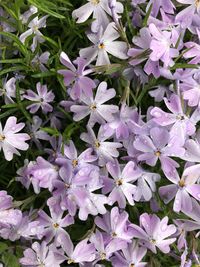 Close-up of purple flowering plants