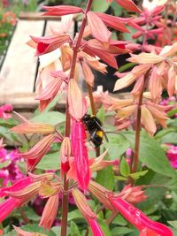 Close-up of bee on pink flowers