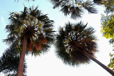 Low angle view of palm trees against clear sky