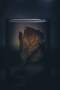 Close-up of dried leaf against black background