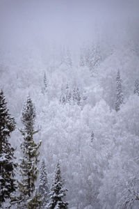 cold temperature