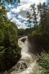 Stream flowing amidst trees in forest against sky