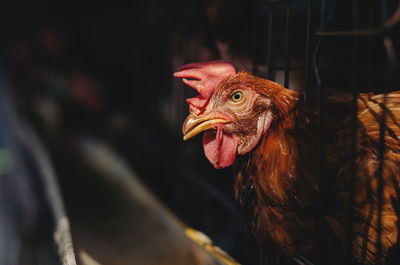 Close-up of rooster in cage