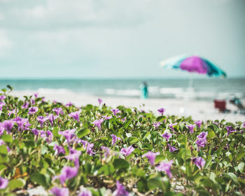 Purple flowering plants by sea against sky