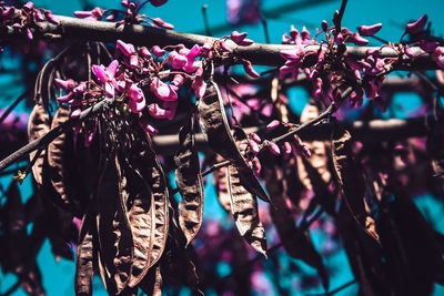Close-up of pink flowers hanging on branch