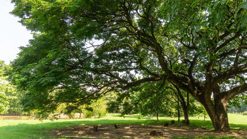 Trees on field against sky