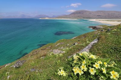 Primroses at seilebost looking over to luskentyre