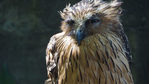 Close-up of a bird