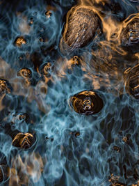 High angle view of jellyfish in sea