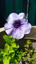 Close-up of blue flower