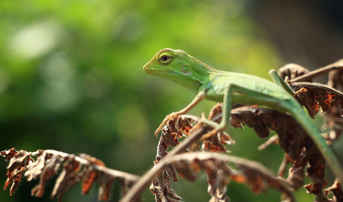 Close-up of a lizard on tree