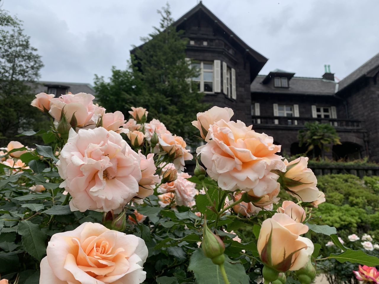 plant, flower, flowering plant, rose, garden roses, beauty in nature, nature, architecture, freshness, cloud, flower head, no people, building exterior, built structure, house, petal, pink, fragility, building, outdoors, inflorescence, sky, tree, growth, day, floristry, close-up, residential district