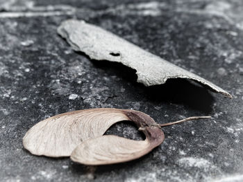 High angle view of dry leaf on table