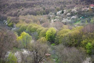 High angle view of plants growing on land