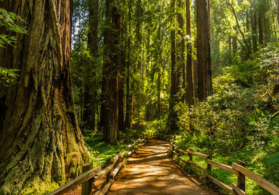Pine trees in forest