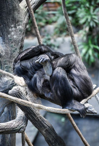 Gorilla laying in zoo