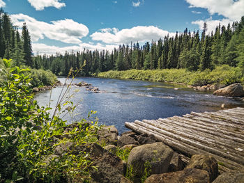 River crossed by a wooden bridge in a forest