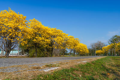 Autumn trees on field against clear sky