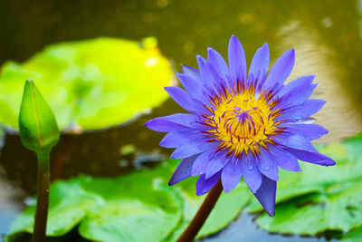 Close-up of purple water lily in pond
