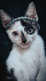 Close-up portrait of a cat