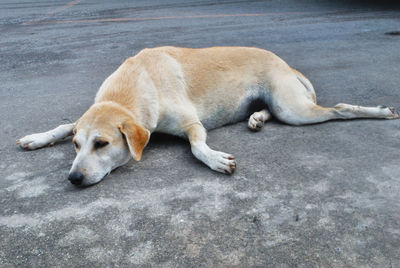 High angle view of dog sleeping on street