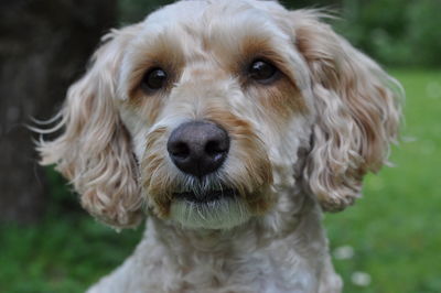 Close-up portrait of dog on field