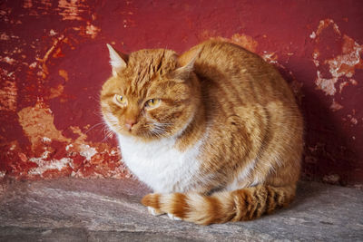 Close-up portrait of a cat