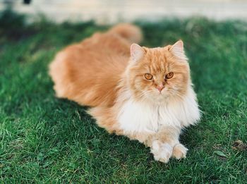 Portrait of ginger cat on grass