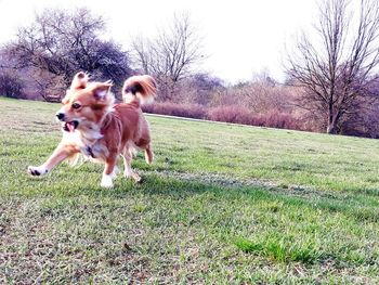 Dog running on field