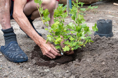 A man planted a gooseberries in his garden, spring seasonal work, gardener working without gloves 