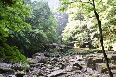 Scenic view of rocks in forest