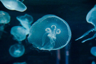 Jellyfish swimming in sea