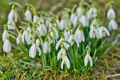 Close-up of white flowering plants