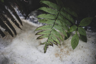 High angle view of fern leaves on field