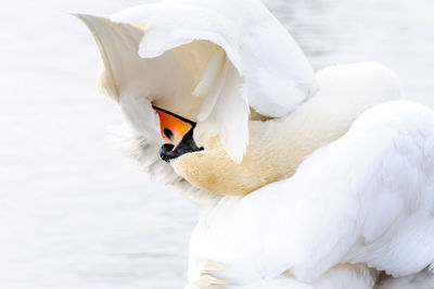 Close-up of swan