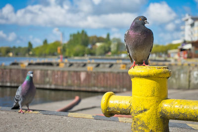 Close-up of pigeon perching on railing