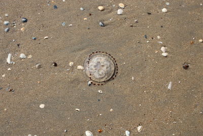 High angle view of seashell on beach