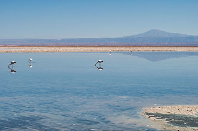 Birds flying over lake against sky