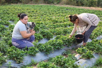 Woman picking strawberries while sister carrying dog at farm