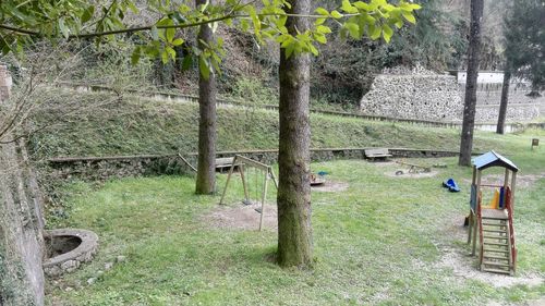 Trees and grass in park