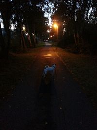 Road passing through forest