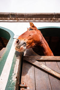 Horse looking out of outdoor box, cute animals, funny perspective.