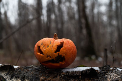 Close-up of pumpkin against trees