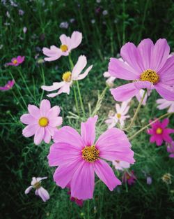 Close-up of pink flowers blooming outdoors