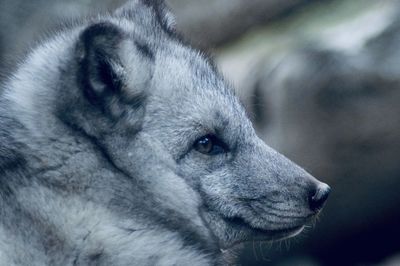 Close-up of dog looking away