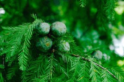 Close-up of pine tree in forest