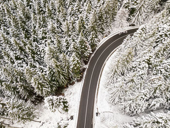 Snow covered pine trees in forest