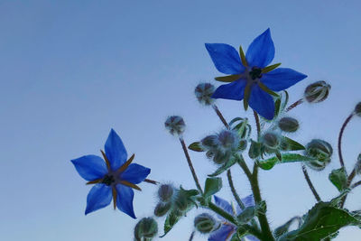 Low angle view of purple flowering plant against blue sky